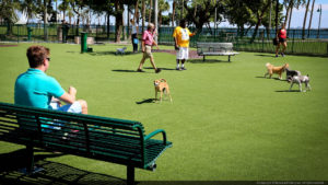 Dogs playing in an artificial grass dog park
