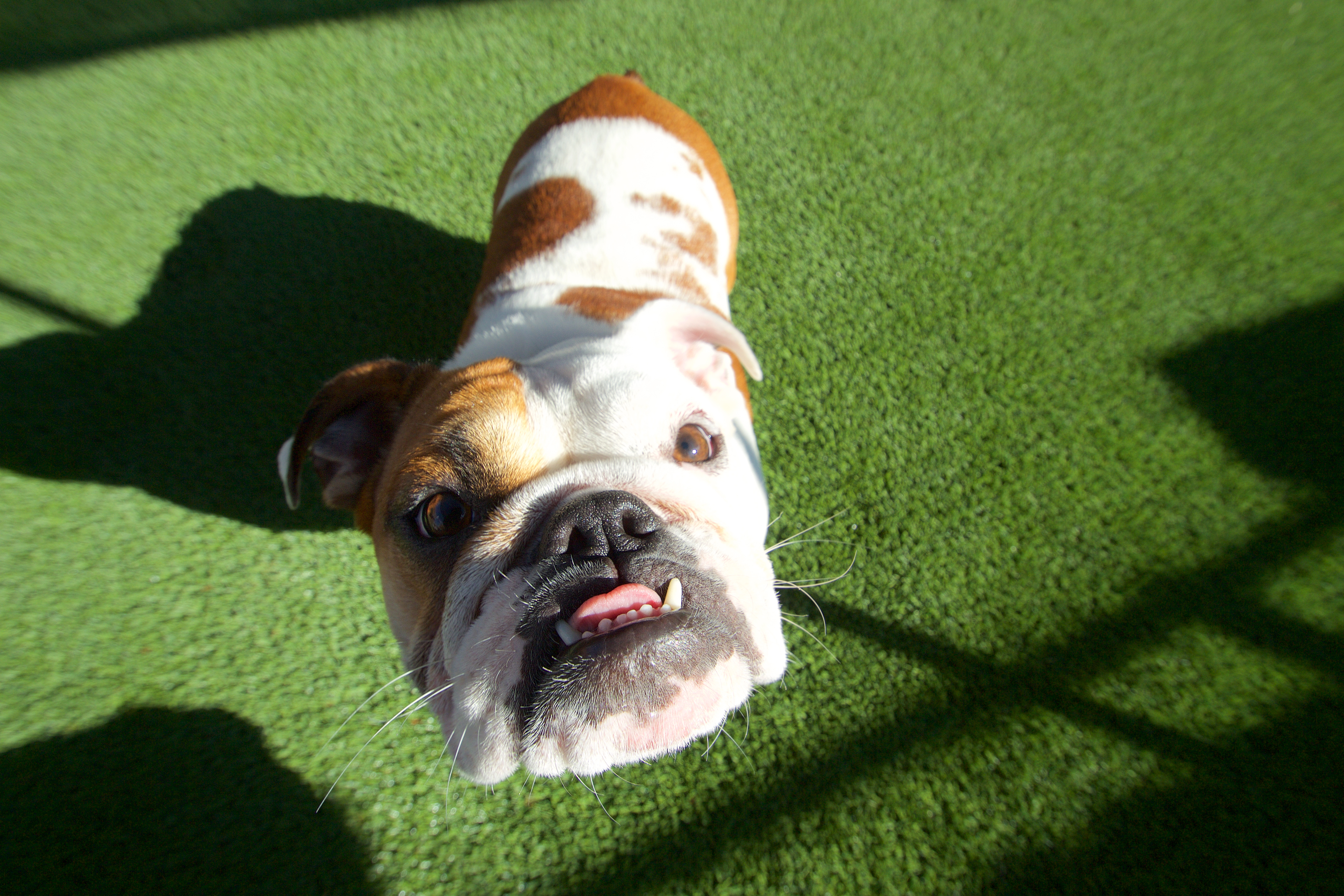 Bulldog looking up at camera on artificial grass