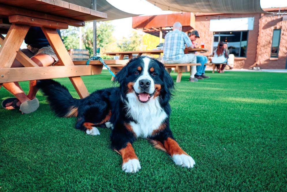 Dog relaxing on commercial artificial turf