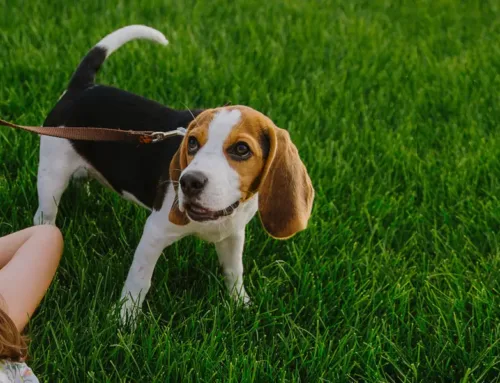 Create a Pet-Friendly Backyard in Denver, CO, With Artificial Grass from SYNLawn Colorado