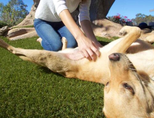 Create Pet-Friendly Backyards in Denver, CO, with Artificial Pet Turf