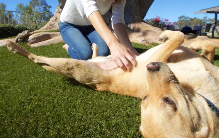 dog playing on artificial pet turf