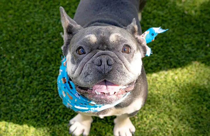 Dog playing on artificial grass from SYNLawn