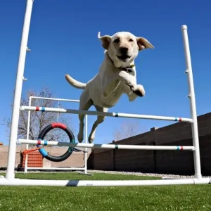 pets_rev