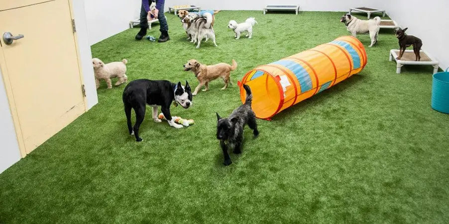 synlawn-co-dog-daycare-img-2 Artificial grass dog daycare installation from SYNLawn C O